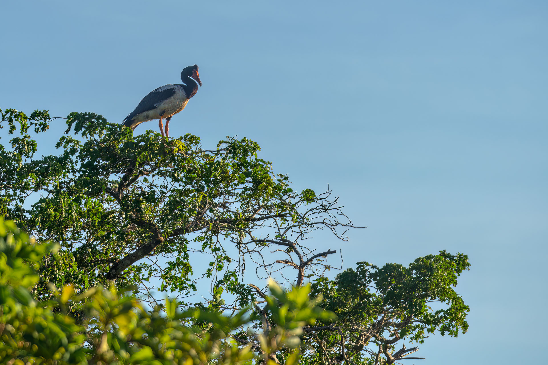 Kakadu National Park - Bootstour im Yellow Water Billabong - Spaltfußgans